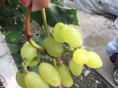 -马陆小张葡萄园农家乐