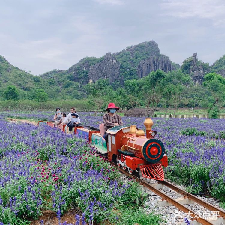 置身花海小火车