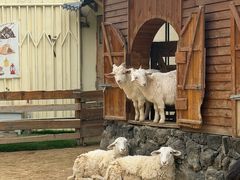 -HERRE·FARM 赫尔露营农场·团建聚会包场