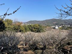 -香雪海