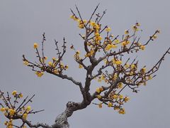 -无锡梅园公园