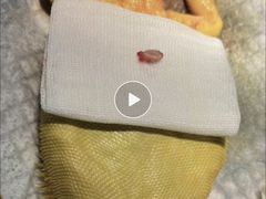 -守诺宠物医院·眼科· 特色牙科·异宠专科(虹口店)