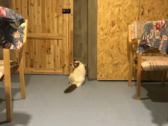 -猫色咖啡·猫咖