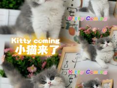 -小猫来了·猫舍(红山六九七九店)