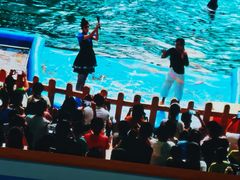 -烟台海昌鲸鲨海洋公园