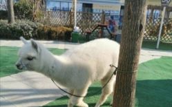 点击看大图 -萌宠亲子动物乐园(槐房万达店)