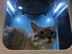 -十年猫舍·猫咪专门店(普陀店)