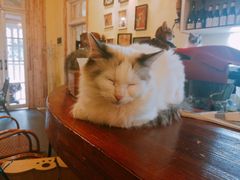 -猫色咖啡·猫咖