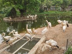 -深圳野生动物园