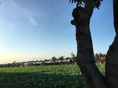 -迪茵湖田家舍生态农场