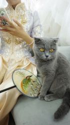 -莫小姐婚纱