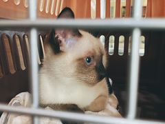 -爱侣宠医·鹦鹉专科·小型哺乳类·异宠专科(灵石路店)