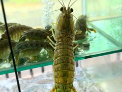 -凯华海鲜火锅·传承三十六年