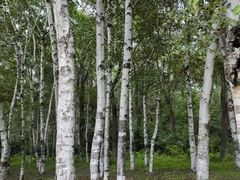 -长春市南湖公园