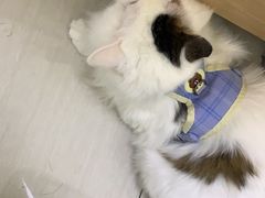 -全心全意连锁动物医院·微创中心·内科急重症·心脏专科(丰管路店)