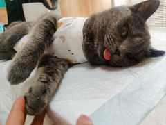 -瑞派长江宠物医院·猫科·外科·24小时夜护(谊城公寓分院)