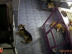 -波姐宠物家庭寄养