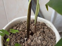 -老九圆山西面馆(CBD店)