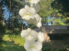 -东莞植物园