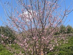 -雁南飞茶田景区