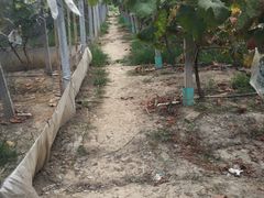 -马陆小张葡萄园农家乐