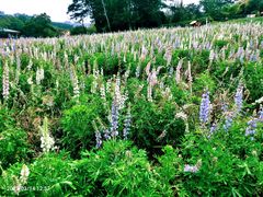 -松山湖梦幻百花洲
