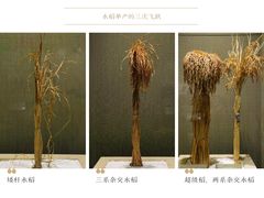 -中国农业博物馆