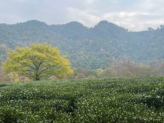 -野蔓果·山野菜(西湖景区·龙井茶田店)