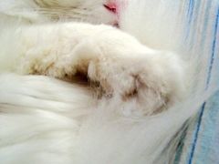 -Babycat私家御饼屋(龙头路一店)