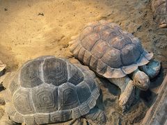 -上海大自然野生昆虫馆