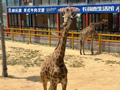 -西霞口神雕山野生动物世界