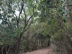 -东平洲海岸公园