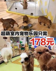 -七巧国萌宠乐园(龙湖天街店)