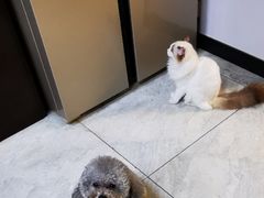 -艾贝尔宠物医院·24H转诊中心·肿瘤猫专科(江宁双龙店)