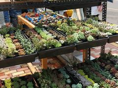 -溪岸路花鸟市场