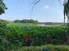 -荷塘月色湿地公园·向阳花洲