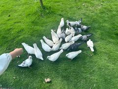 -合肥滨湖国家森林公园