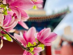 -天津大悲禅院