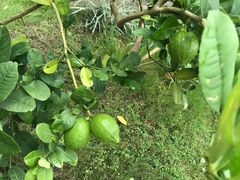 -广州神农草堂中医药博物馆