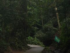 -西双版纳原始森林公园
