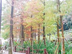 -重庆彩云湖湿地公园