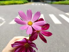 -黄海国家森林公园