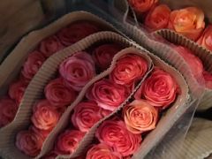 -三圣花乡旅游区