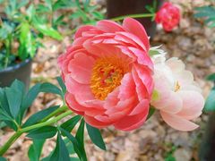-上海鲜花港