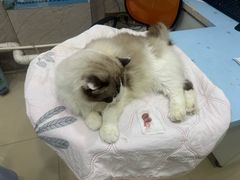 -福懋动物医院·犬猫全科·外科·重症科(杏林分院)