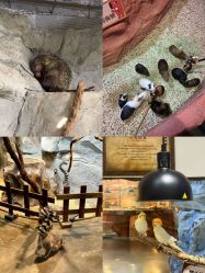 -Zoolung Zoolung动物主题公园(海信广场店)