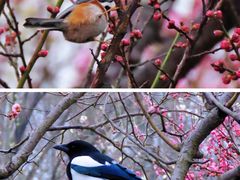 -梅花山(明孝陵内)
