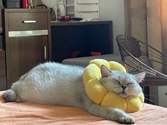 -喵zoo家庭繁育猫舍(尖东智能花园店)