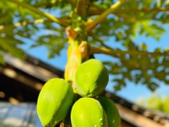 -西双版纳傣族园