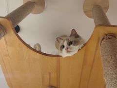 -喵园·猫主题咖啡厅·撸猫·猫咖(国贸店)